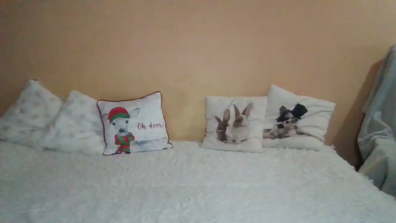 Sweetwiki23_ – Showup Live Video – 2025-05-25 17:24:52