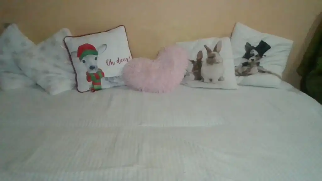 Sweetwiki23_ – Showup Live Video – 2025-02-16 17:42:10