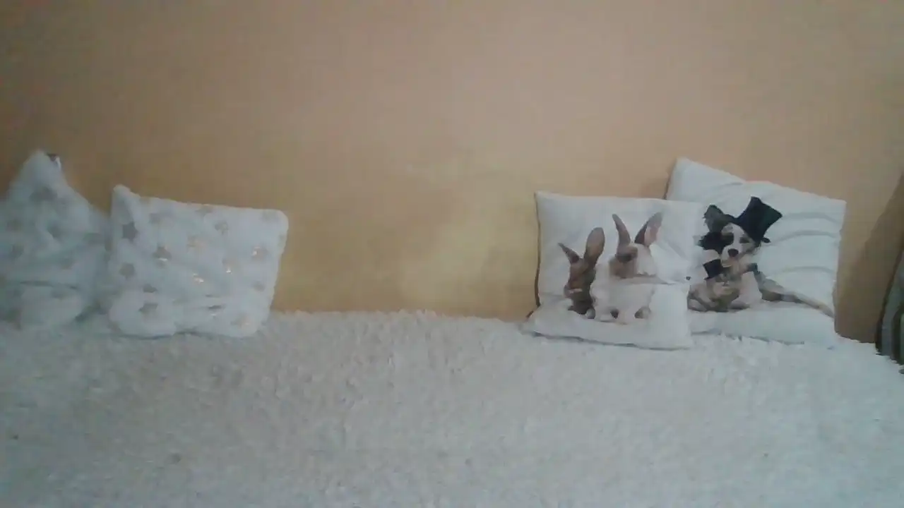 Sweetwiki23_ – Showup Live Video – 2025-01-30 10:00:13