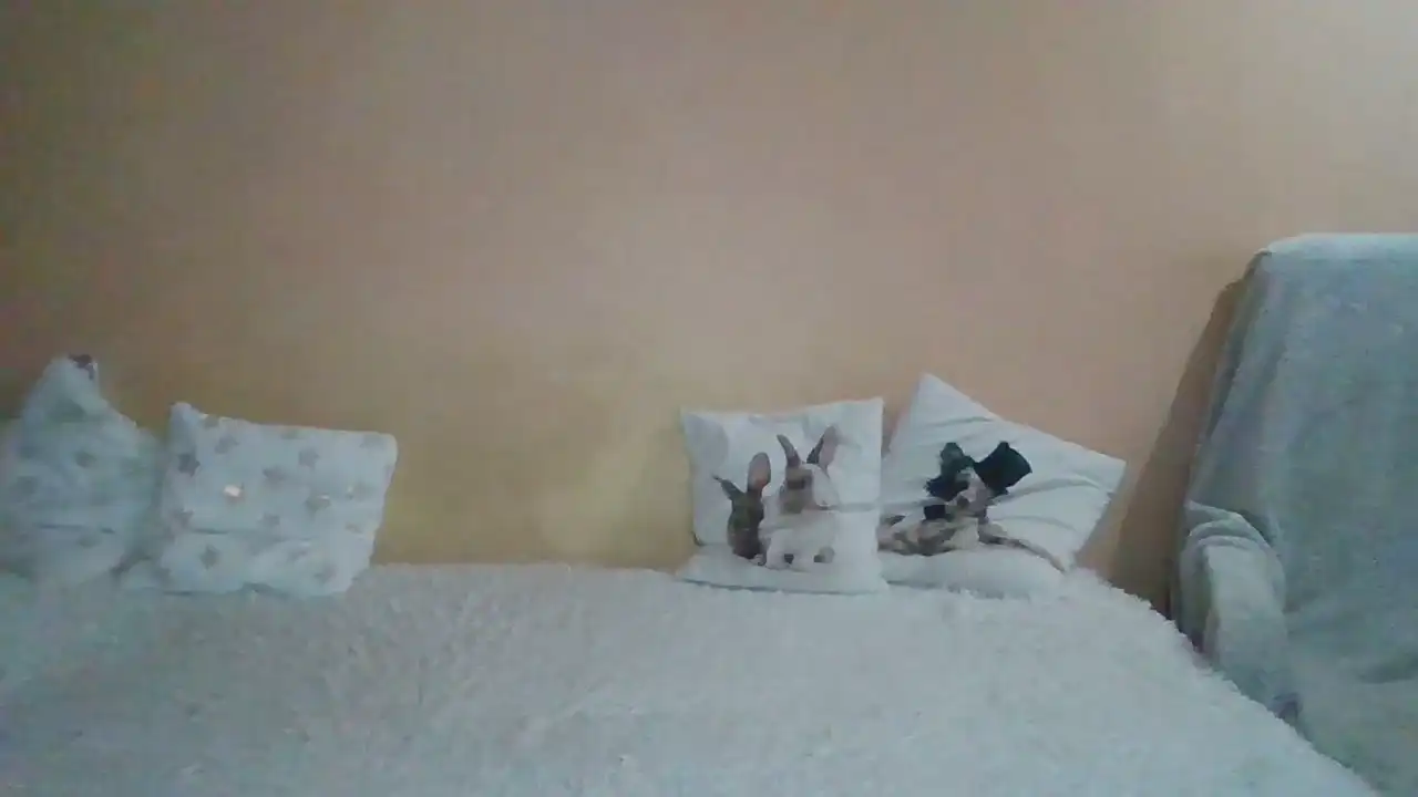 Sweetwiki23_ – Showup Live Video – 2026-02-12 13:34:22