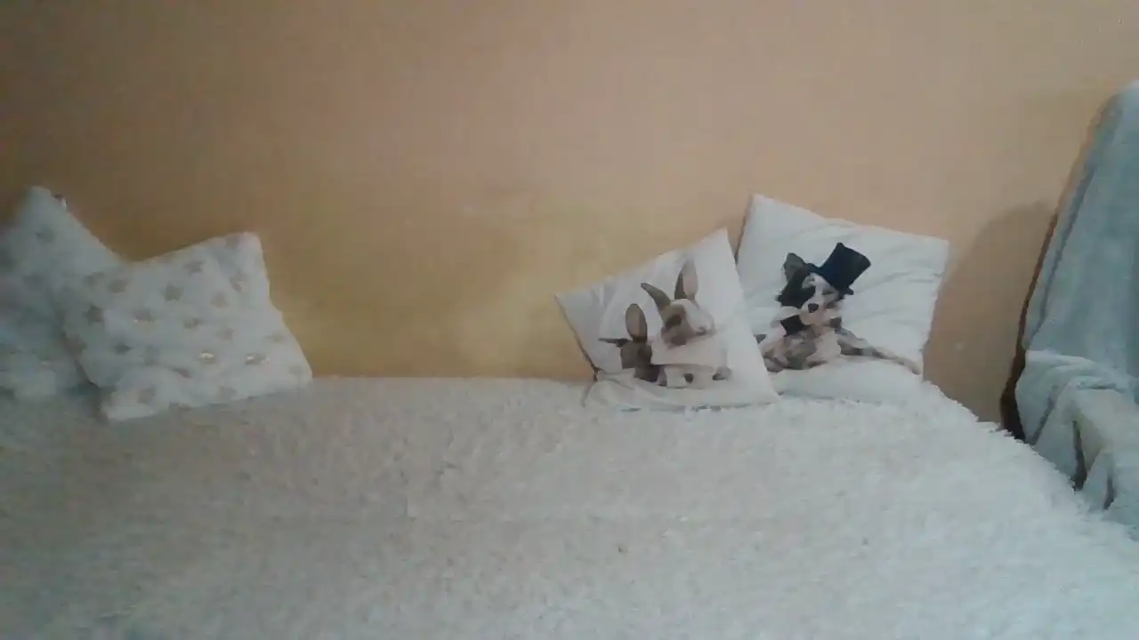 Sweetwiki23_ – Showup Live Video – 2025-04-06 07:40:18